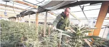  ?? ?? Basse inspects an illegal cannabis farm in Newberry Springs during a raid, in the western Mojave Desert of Southern California.