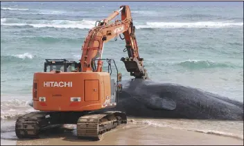  ?? DANIEL DENNISON — HAWAII DEPARTMENT OF LAND AND NATURAL RESOURCES VIA AP ?? A Kauai County excavator attempts to remove a whale from the shoreline last Saturday at Lydgate Beach in Hawaii.