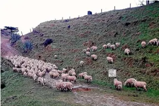  ?? PHOTO: JOYCE WYLLIE ?? Lambs return to the paddock with clean rear ends.