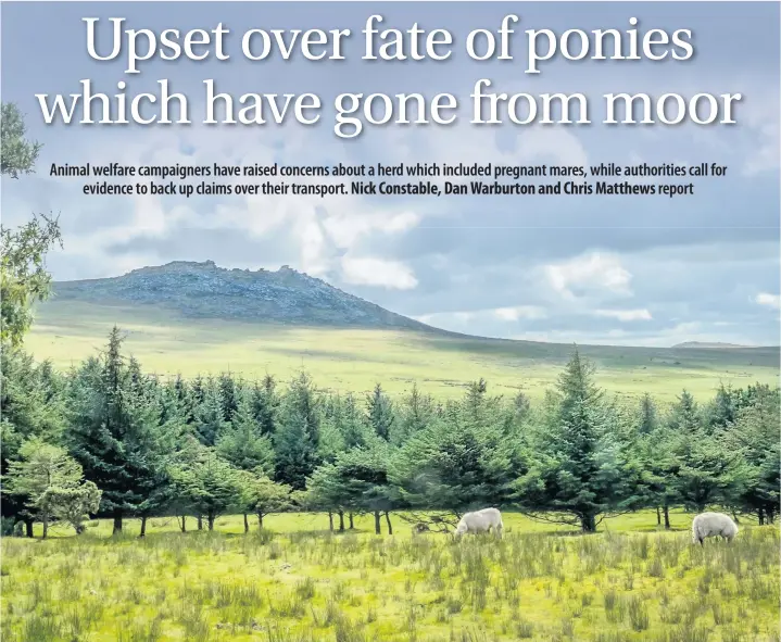  ??  ?? Sheep graze contentedl­y in sunshine and showers on Bodmin Moor. But reports suggest ponies are being taken from the moor and shipped abroad