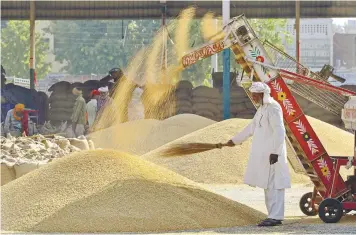  ?? AFPPIC ?? A worker spreading wheat grains for drying at a wholesale grain market in the Indian city of Jalandhar yesterday.
–