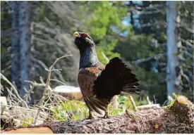  ?? Foto: Tobias Epple ?? Das Auerhuhn.