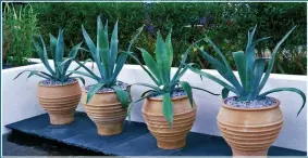  ??  ?? four Times beTTer:
Agave Americana
by a pool and planted in containers,
right
