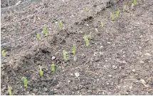  ??  ?? A row of peas has germinated in April.
