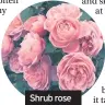  ??  ?? Shrub rose