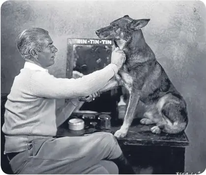  ??  ?? Rin Tin Tin was Tinseltown’s favourite dog.