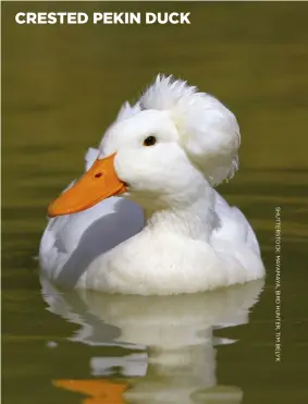  ??  ?? CRESTED PEKIN DUCK