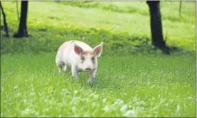  ?? FARM SANCTUARY — THE ASSOCIATED PRESS ?? In this photo, the piglet Winston trots through a field at Farm Sanctuary in Watkins Glen, where he was brought after being found wandering alone down College Point Boulevard, in the Queens borough of New York, in a neighborho­od that contains a number...