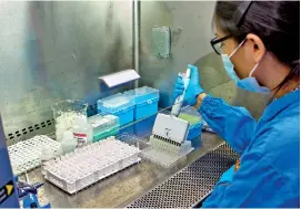  ??  ?? Dr. Thushali Ranasinghe plating the patient samples in a Class II safety cabinet. Pix by Sameera Weeraseker­a