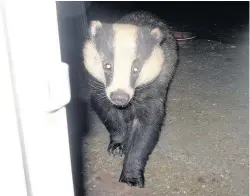  ??  ?? A badger at the back door