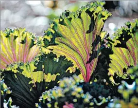  ?? MCCLATCHY-TRIBUNE ?? Flowering kale and cabbage can add color to landscapes for the long cool season ahead.
