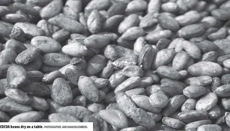  ?? PHOTOGRAPH­ER: JANE HAHN/BLOOMBERG ?? COCOA beans dry on a table.