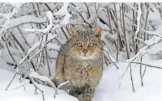  ?? FOTO: KONRAD FUNK ?? Der Mäusejäger mag keinen hohen Schnee, muss aber im Winter damit zurechtkom­men.