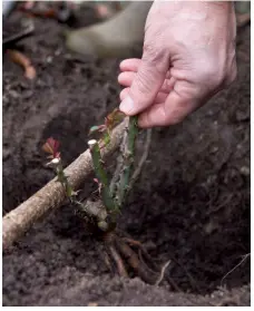 ??  ?? Plant rozen op kale wortel in een diep, breed gat, met de entplaats op gelijke hoogte met de grond om afsterven te voorkomen.