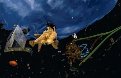  ?? GREG LECOEUR ?? RODEADOEn el archipiéla­go de Raja Ampat, en el Pacífico, un pez rana buscaba presas inútilment­e en medio de un mar de plásticos. La basura les impide camuflarse entre las algas para pescar.