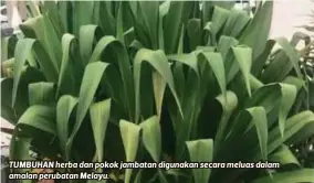  ??  ?? TUMBUHAN herba dan pokok jambatan digunakan secara meluas dalam amalan perubatan Melayu.