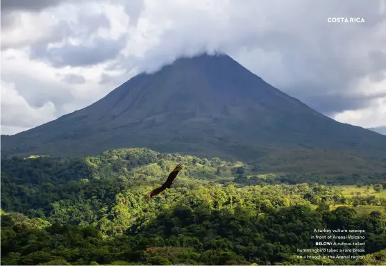  ?? ?? A turkey vulture swoops in front of Arenal Volcano
BELOW: A rufous-tailed hummingbir­d takes a rare break on a branch in the Arenal region