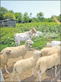  ??  ?? ZA ODRŽAVANJE Koze i ovce sada će brstiti po voćnjaku i olakšati održavanje