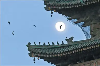  ?? ZHANG YUMING / FOR CHINA DAILY ?? Swallows fly around a tower in Xi’an, Shaanxi province.