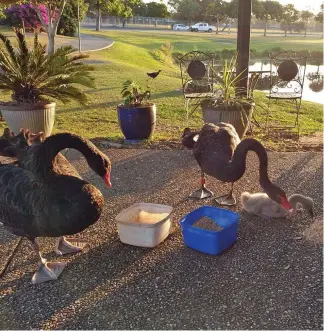  ?? Picture: JODIE CALLCOTT ?? Hercules and his partner in happier times, with their signet enjoying a feed at Jenny Cattanach's Banora Point property.