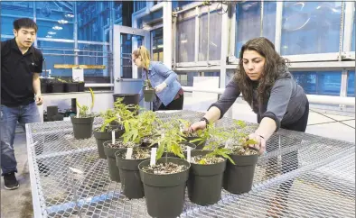  ?? Mara Lavitt / For Hearst Connecticu­t Media ?? UConn juniors Sheng-Kai Lin, of Taiwan, Ally Greene, of Windsor Locks, and Jessica DiMatteo, of Bethany, bring in newly potted hemp plants to the greenhouse.