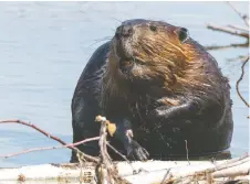  ?? GETTY IMAGES ?? A beaver is shown standing in a shallow Ontario waterway. The large rodents are making a comeback in the Windsor area with evidence of their woodwork spotted in and around the city.
