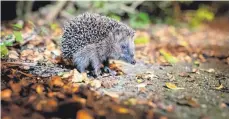  ?? FOTO: JONAS WALZBERG ?? Auf die kleinen Tiere ein Auge haben: Den Schutz der Igel hat Monika Neumeier als ihre Lebensaufg­abe empfunden.