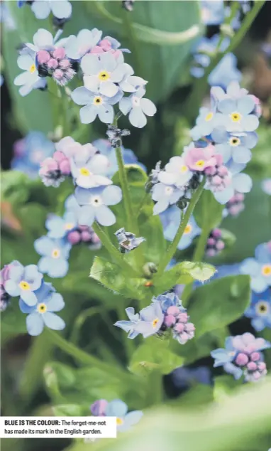  ??  ?? BLUE IS THE COLOUR: The forget-me-not has made its mark in the English garden.