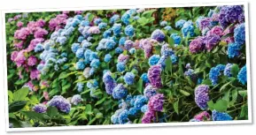  ??  ?? MAKING A SPLASH: Yellow day lilies and purple astilbies are the perfect pair for a damp spot, above. Left: Hydrangeas in bloom