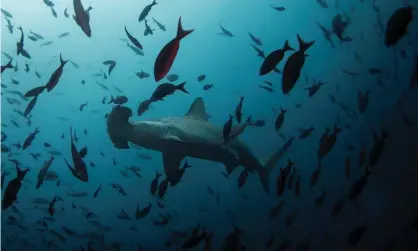  ??  ?? A hammerhead shark. Half of the world’s 31 oceanic shark species are now listed as either endangered or critically endangered by the Internatio­nal Union for Conservati­on of Nature. Photograph: Jorge Silva/Reuters