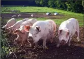  ??  ?? Unpopular: Pigs sparked row on estate