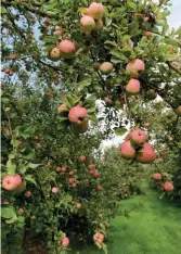  ??  ?? Scrumptiou­s scrumpy: cider apples in a Somerset orchard