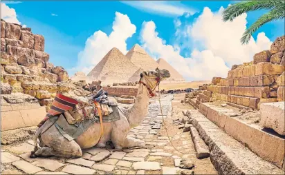  ?? ?? A camel relaxes at the pyramids of Egypt, one of the Seven Wonders Of The Ancient World