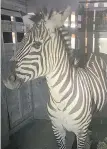  ?? REGIONAL ANIMAL SERVICES OF KING COUNTY VIA AP ?? Shug the zebra in a trailer after she was captured on Friday.