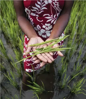  ??  ?? RIGHT Insect pests, such as the paddy swarming armyworm and grass webworm, have a devastatin­g impact on rice crops, causing more swathes of forest to be cleared to create new paddies. However, the researcher­s believe that promoting bats as pest controller­s will allow a mutually beneficial relationsh­ip to take wing. 61