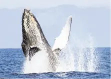  ?? Izzy Szczepania­k / Oceanic Society ?? A humpback whale breaches off the San Francisco coast during a whale watching trip with the Oceanic Society.