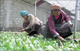  ?? PALDEN NYIMA / CHINA DAILY ?? Kalzang and her daughter work in their greenhouse in Dzongda village, Nyalam county in the Tibet autonomous region.