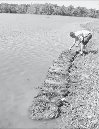  ??  ?? PHOTOS BY SOUTHEASTE­RN POND MANAGEMENT Each year about this time, millions of crawfish are stocked into ponds across the United States as a supplement­al food source for largemouth bass.