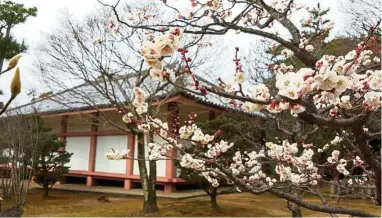  ??  ?? Japanese plum blossoms or ume flowers are in full bloom in early March, marking the end of winter and the beginning of spring. Some of the blossoms are seen here at a temple in Kyoto.