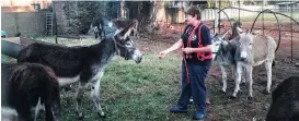  ??  ?? RESCUED: Five donkeys have arrived at a beautiful property in Bethlehem in Free State where they will live out the rest of their lives.