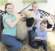  ??  ?? Clockwise from top: Katherine Smart (5) from Loughgall; Matthew Robinson from Gleno Valley YFC competes in the novice class of the Sheep Shearing competitio­n; and Sarah, Rachael and Richard with their sheep