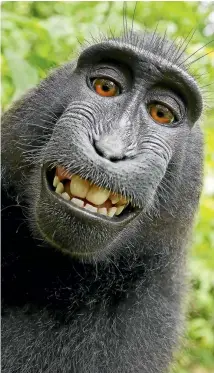  ??  ?? A crested macaque living in an Indonesian reserve purportedl­y took several photos of itself in 2011 after wildlife photograph­er David Slater left his camera unattended. PETA argued that the monkey owned the copyright.