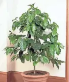  ?? ?? A coffee plant (Coffea arabica) can be grown in your own home.