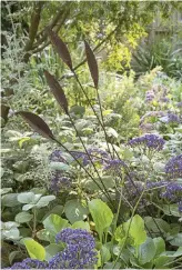  ??  ?? CLOCKWISE FROM BELOW A small sculpture in a sea of perennials; chooks free-ranging in the garden; cutleaf daisy (Brachyscom­e multifida); a daisy grown from a cutting taken on one of Carol’s walks; blue-grey leaves of mingo grass beside the variegated foliage of a plectranth­us.