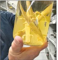  ?? ?? Schneider holds a jar containing salamander specimens (top photo, above photo). (Middle photo) Schneider holds a jar containing snake specimens.