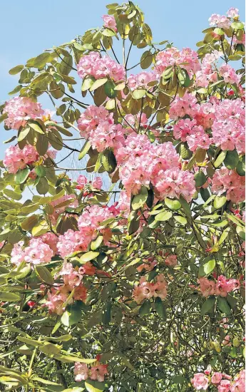  ??  ?? I’m sure my rhododendr­ons will put on another great show this year, and the vole who put paid to my sanguisorb­as last year may still be around in the garden, watching as I struggle to clear a patch near its home