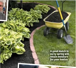  ??  ?? A good mulch in early spring will retain moisture for your hostas