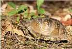  ?? Photo by Mike Wintroath/ Arkansas Game and Fish Commission ?? ■ Arkansas’ only land-dwelling turtles are the three-toed box turtle and the ornate box turtle. The latter gets its name from the ornate yellow markings on the upper and lower shells against a black background.