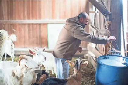 ?? COURTNEY HERGESHEIM­ER/COLUMBUS DISPATCH ?? Amjad Ashnawi, an Iraqi refugee, works Wednesday at a Marysville farm he owns with his wife and children.