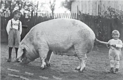  ?? FOTO: KREISARCHI­V SIGMARINGE­N, FRÄNKEL-SAMMLUNG ?? Wie kreativ der Schwabe die „Sau“in Wörtern verwendet, zeigt dieser Ausschnitt aus dem Blatt Oktober.